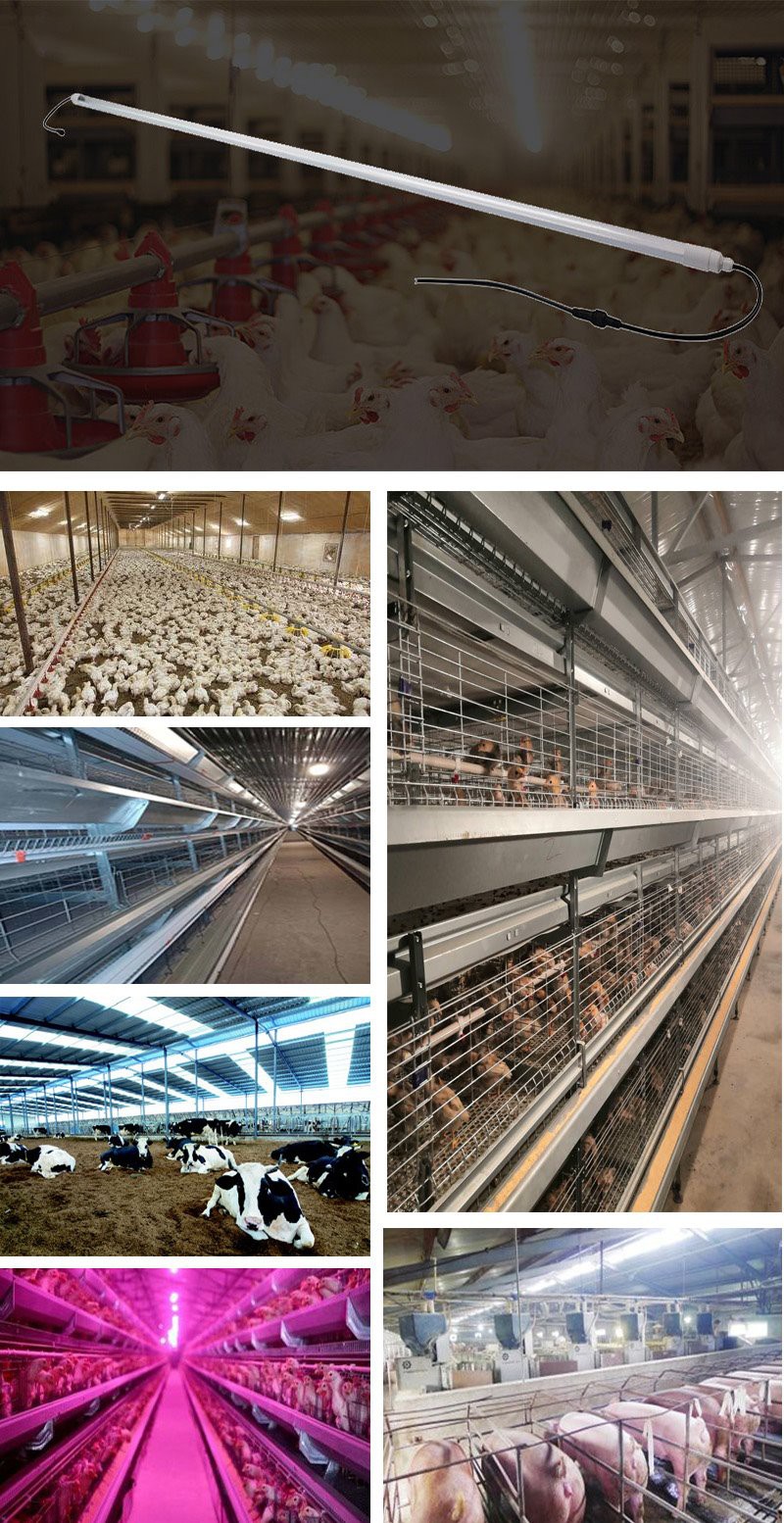 flicker free led chicken farm shed tube lights ip67 waterproof dimmable led poultry light (2)