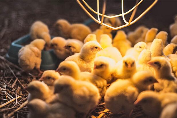 Does it become dark enough for chickens to sleep Does it become dark enough for chickens to sleep