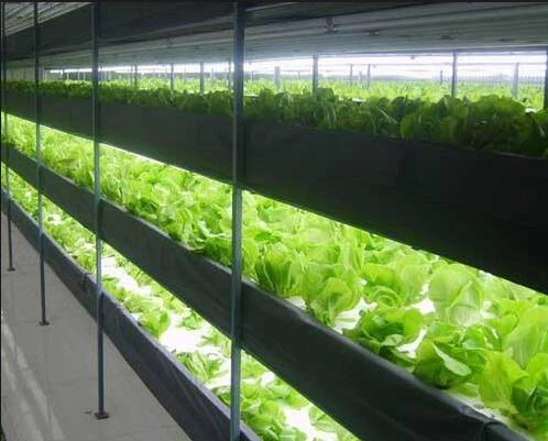 beijing plant factory beijing plant factory